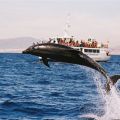 avistamiento cetaceos 