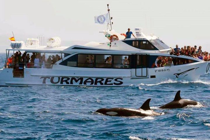 avistamiento cetaceos 