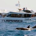 avistamiento cetaceos 