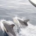 avistamiento cetaceos 