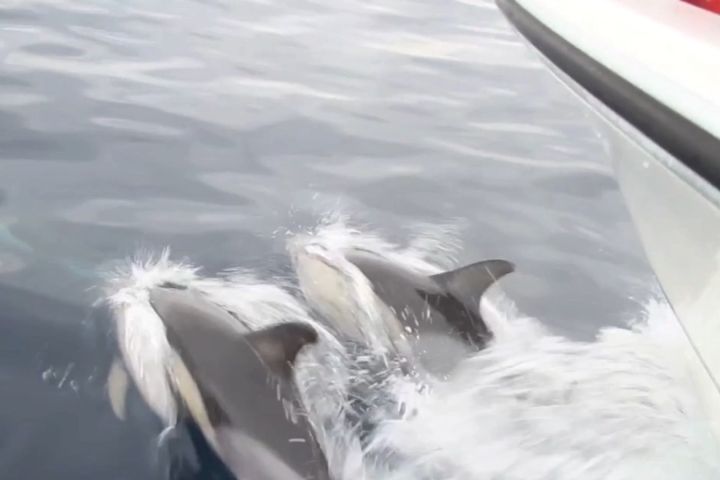 avistamiento cetaceos 