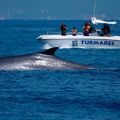 avistamiento cetaceos 