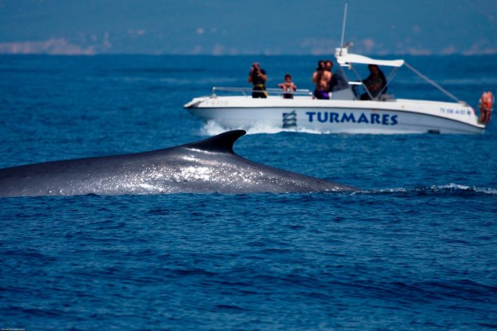 avistamiento cetaceos 