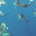 avistamiento cetaceos 