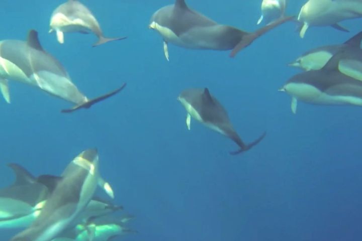 avistamiento cetaceos 
