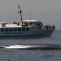 avistamiento cetaceos 