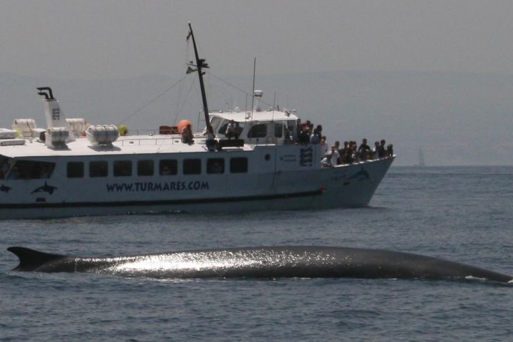 avistamiento cetaceos 