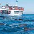 avistamiento cetaceos 