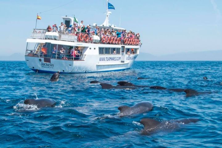avistamiento cetaceos 