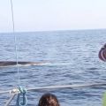 avistamiento cetaceos 