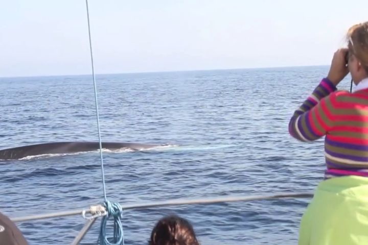 avistamiento cetaceos 