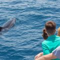 avistamiento cetaceos 