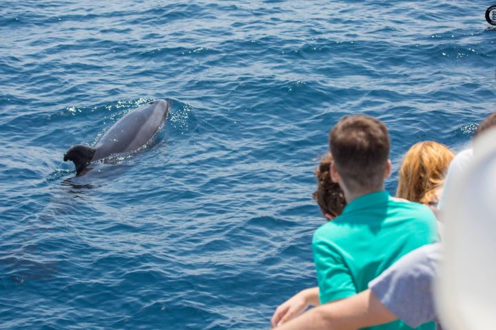 avistamiento cetaceos 