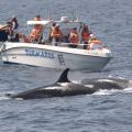 avistamiento cetaceos 