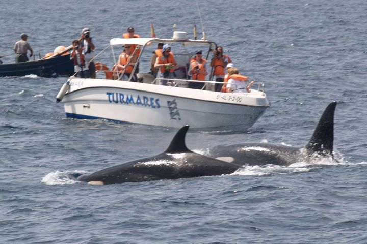 avistamiento cetaceos 
