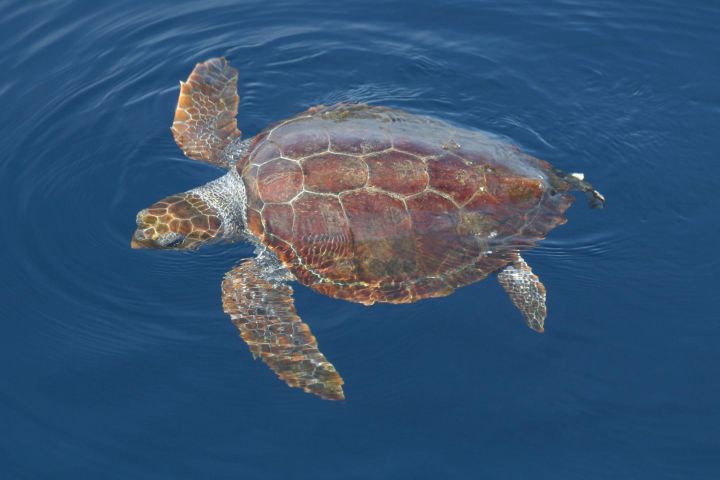 avistamiento cetaceos 