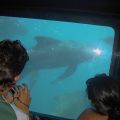 avistamiento cetaceos 