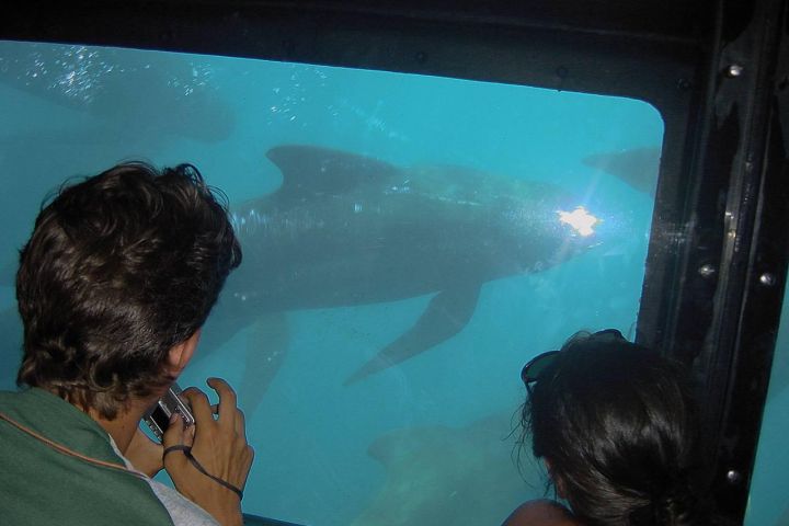 avistamiento cetaceos 