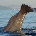 avistamiento cetaceos 