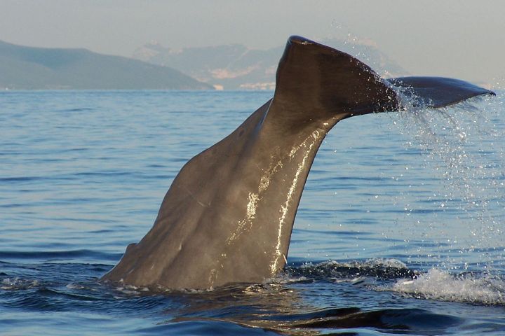 avistamiento cetaceos 