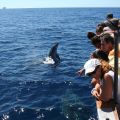 avistamiento cetaceos 