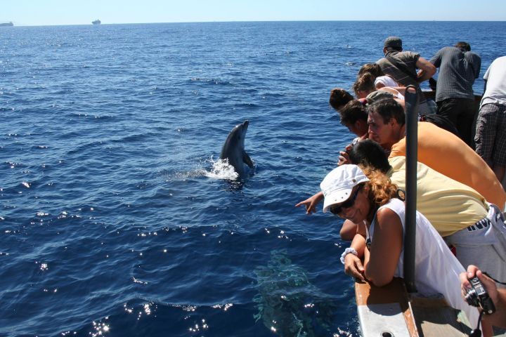 avistamiento cetaceos 