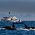 avistamiento cetaceos 
