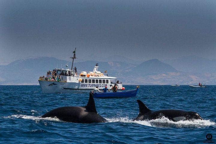 avistamiento cetaceos 