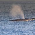 avistamiento cetaceos 