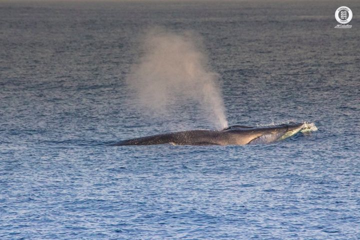 avistamiento cetaceos 
