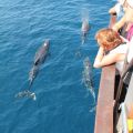 avistamiento cetaceos 