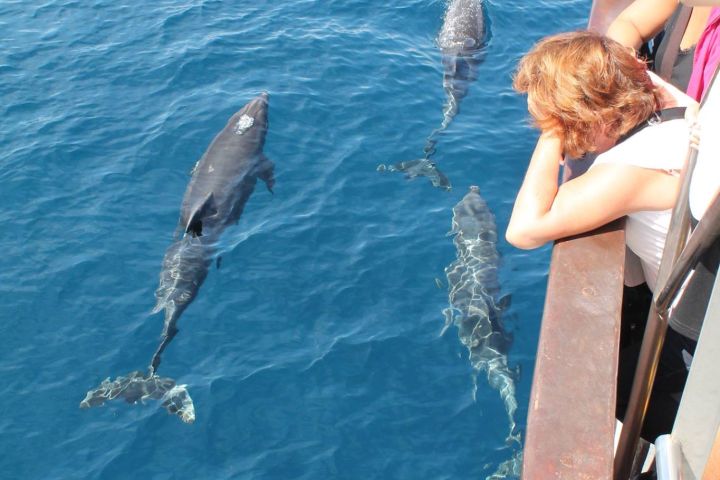 avistamiento cetaceos 