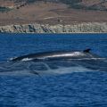 avistamiento cetaceos 