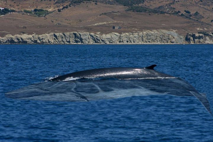 avistamiento cetaceos 