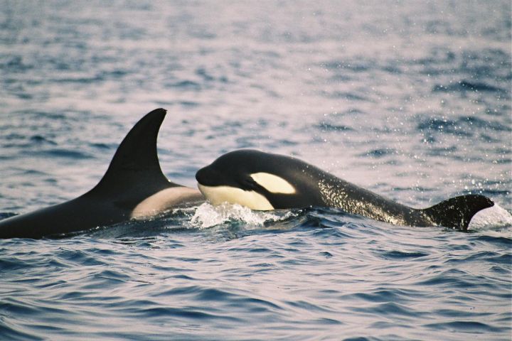 avistamiento cetaceos 