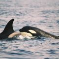 avistamiento cetaceos 