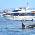 avistamiento cetaceos png 