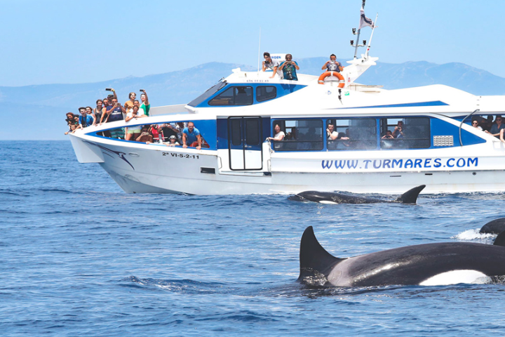 avistamiento cetaceos png 